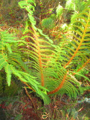 Polystichum speciosissimum