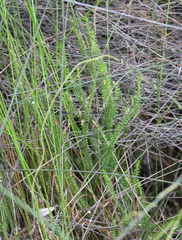 Lateristachys lateralis