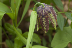 Fritillaria maximowiczii