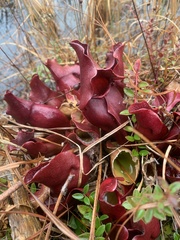 Sarracenia purpurea venosa