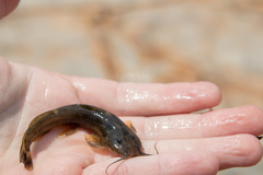 Amphilius uranoscopus