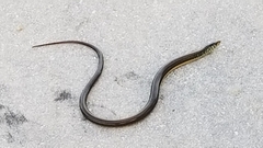 Ophisaurus ventralis image
