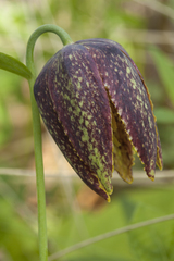 Fritillaria maximowiczii