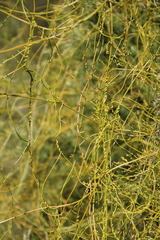 Cassytha paniculata