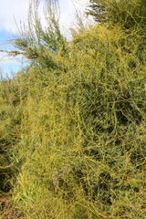 Cassytha paniculata