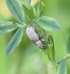 Artipus floridanus