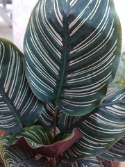 Goeppertia sanderiana