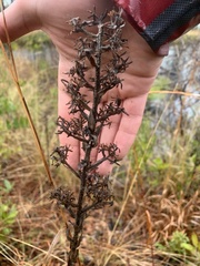 Carphephorus paniculatus