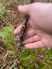 Carphephorus paniculatus