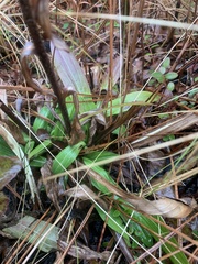 Carphephorus paniculatus
