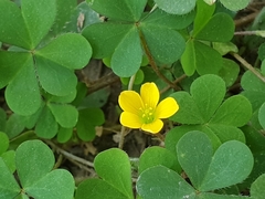 Oxalis corniculata