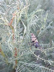 Scaphura elegans