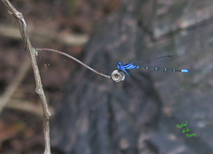 Argia gaumeri