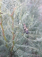 Scaphura elegans