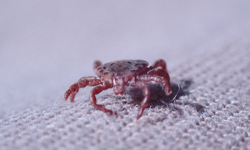 Pacific Coast Tick photo 3