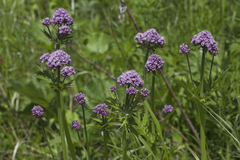 Valeriana amurensis