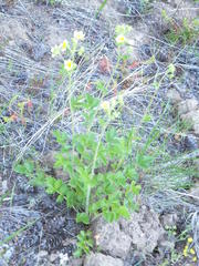 Drymocallis convallaria