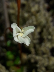 Epilobium pernitens