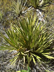 Aciphylla horrida