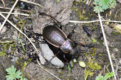 Rhigocarabus