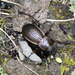 Rhigocarabus - Photo (c) Fei_REN, some rights reserved (CC BY-NC), uploaded by Fei_REN