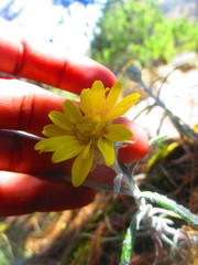 Senecio mairetianus