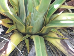 Aciphylla horrida