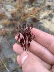 Hypericum cistifolium