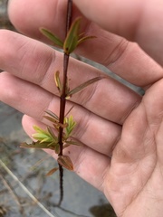 Hypericum cistifolium