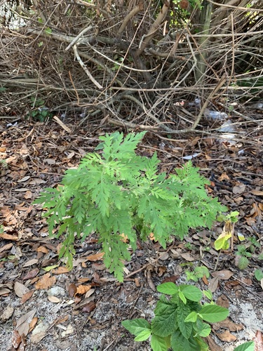 Ambrosia artemisiifolia image