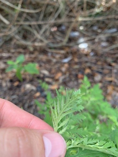 Ambrosia artemisiifolia image