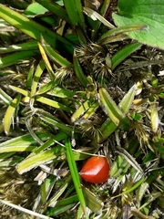 Astelia linearis