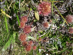 Acaena saccaticupula