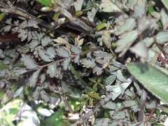 Acaena saccaticupula