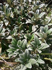 Brachyglottis revoluta