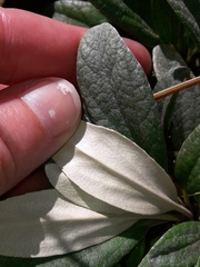 Brachyglottis revoluta