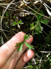 Anemonastrum tenuicaule