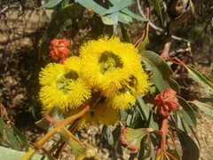 Eucalyptus erythrocorys