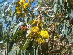 Eucalyptus erythrocorys