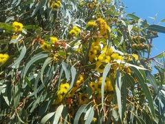 Eucalyptus erythrocorys