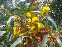 Eucalyptus erythrocorys