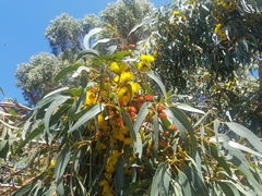 Eucalyptus erythrocorys