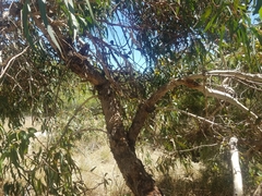 Eucalyptus erythrocorys