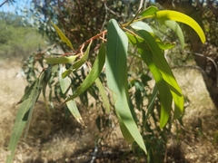 Eucalyptus erythrocorys