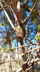 Hierodula patellifera patellifera