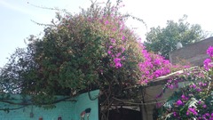Bougainvillea