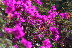 Bougainvillea