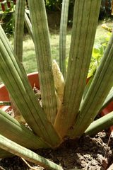 Sansevieria bacularis
