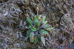 Plantago raoulii