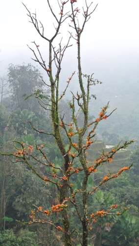 Image of Mayodendron igneum by (c) Zac Peterson, some rights reserved (CC BY)